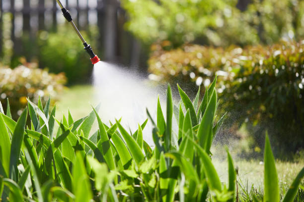 24/7 Emergency Termite Control experts in Pompano Beach, FL