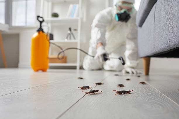 Affordable Termite Control solutions in Pompano Beach, FL